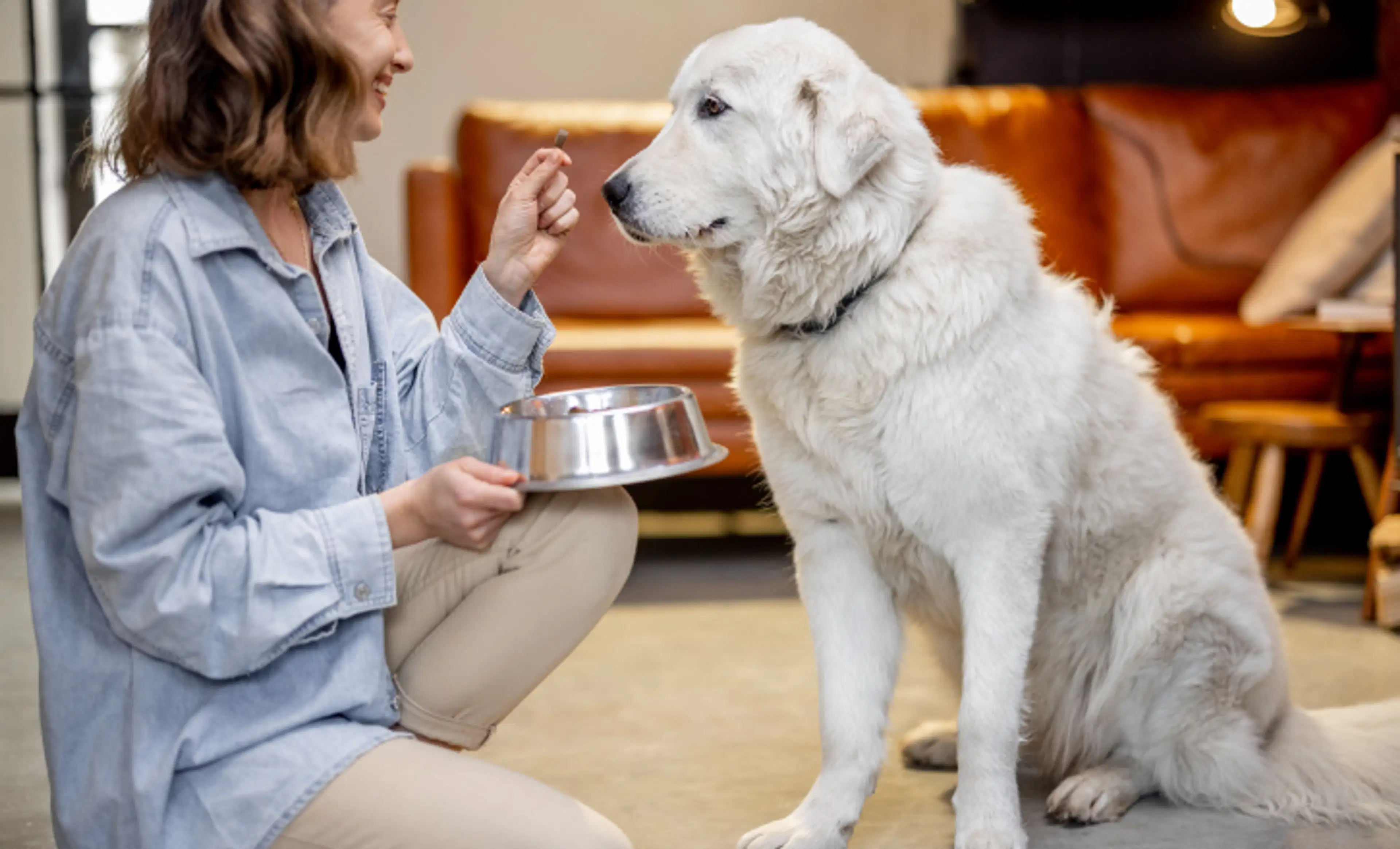반려동물 밥/물주기
